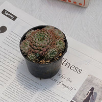 4'' Echeveria Mexican Ball, Rare Live Succulent Plants