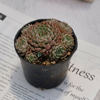 4'' Echeveria Mexican Ball, Rare Live Succulent Plants