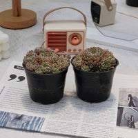 4'' Echeveria Mexican Ball, Rare Live Succulent Plants