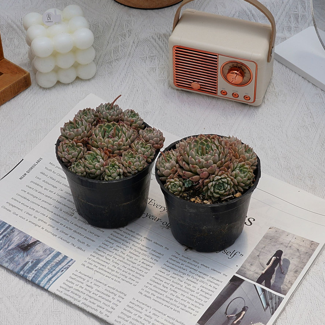 4'' Echeveria Mexican Ball, Rare Live Succulent Plants