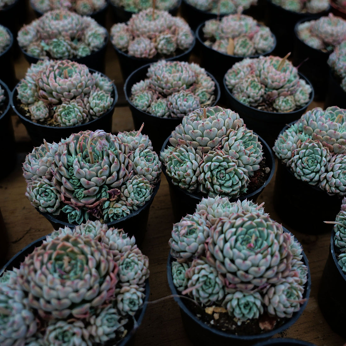 4'' Echeveria Mexican Ball, Rare Live Succulent Plants