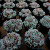 4'' Echeveria Mexican Ball, Rare Live Succulent Plants