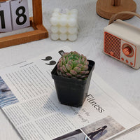 3'' Echeveria Hani, Rare Live Succulent Plants