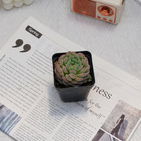 3'' Echeveria Hani, Rare Live Succulent Plants