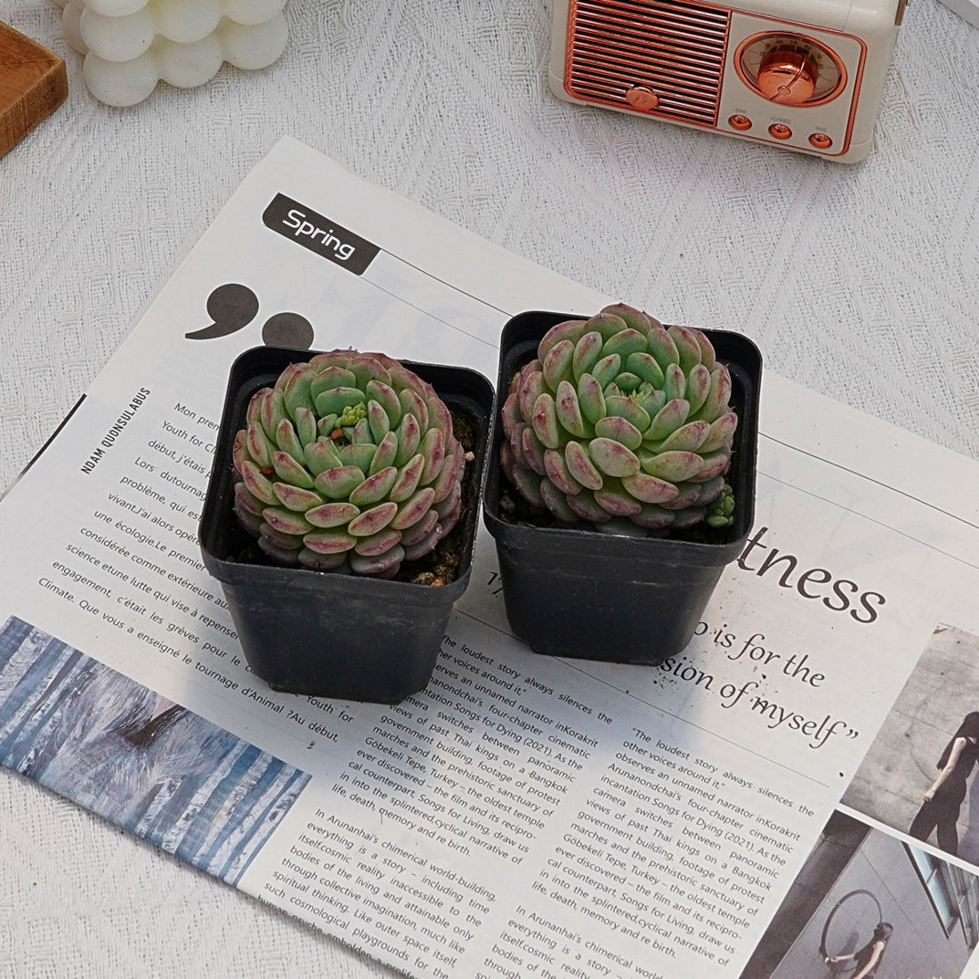 3'' Echeveria Hani, Rare Live Succulent Plants