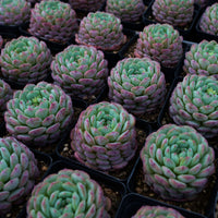 3'' Echeveria Hani, Rare Live Succulent Plants