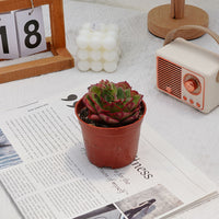 3.5'' Echeveria Finney, Rare Live Succulent Plants