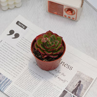 3.5'' Echeveria Finney, Rare Live Succulent Plants