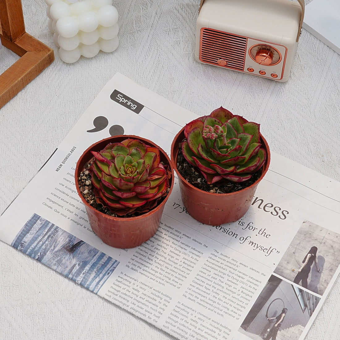 3.5'' Echeveria Finney, Rare Live Succulent Plants