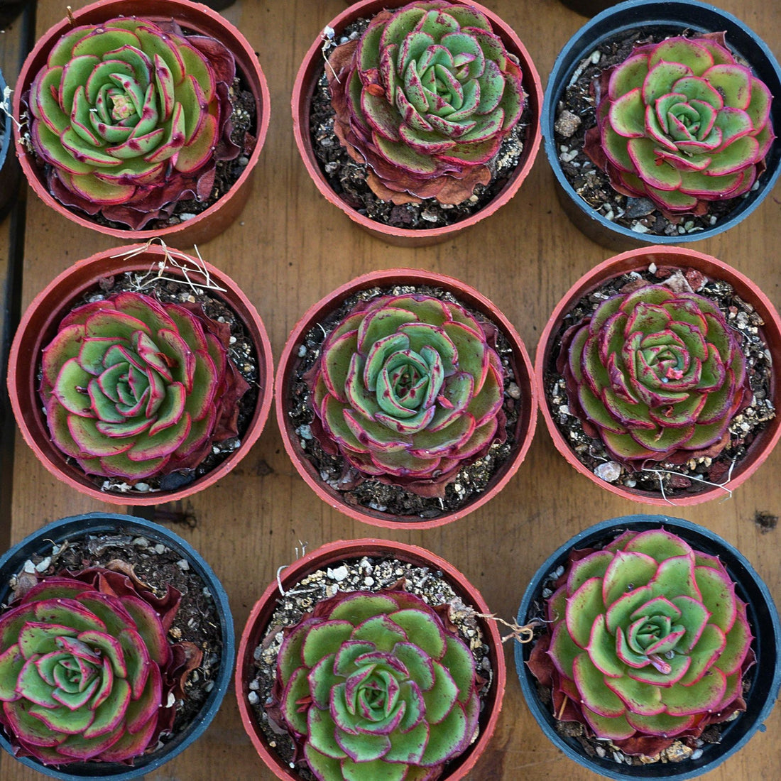 3.5'' Echeveria Finney, Rare Live Succulent Plants
