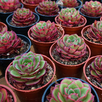 3.5'' Echeveria Finney, Rare Live Succulent Plants