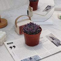 4'' Echeveria Shaviana Truffles, Rare Live Succulent Plants