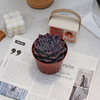 4'' Echeveria Shaviana Truffles, Rare Live Succulent Plants