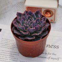 4'' Echeveria Shaviana Truffles, Rare Live Succulent Plants