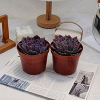 4'' Echeveria Shaviana Truffles, Rare Live Succulent Plants