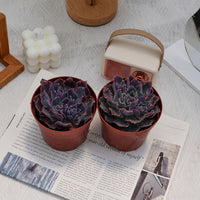 4'' Echeveria Shaviana Truffles, Rare Live Succulent Plants
