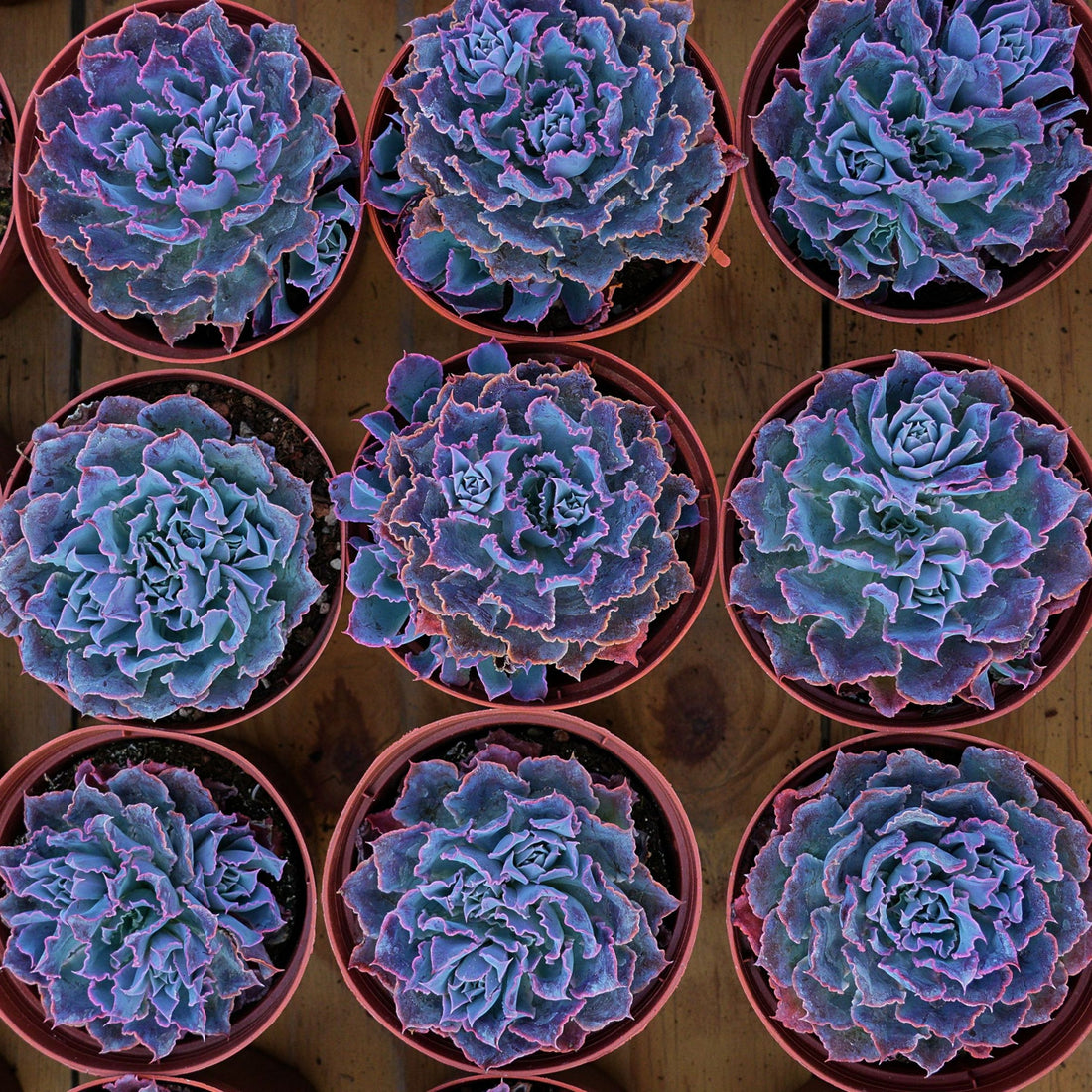 4'' Echeveria Shaviana Truffles, Rare Live Succulent Plants