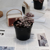4'' Graptopetalum Ellen, Rare Live Succulent Plants