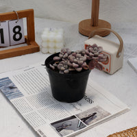 4'' Graptopetalum Ellen, Rare Live Succulent Plants