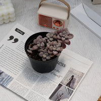 4'' Graptopetalum Ellen, Rare Live Succulent Plants