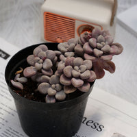 4'' Graptopetalum Ellen, Rare Live Succulent Plants