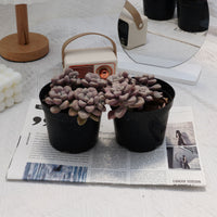 4'' Graptopetalum Ellen, Rare Live Succulent Plants