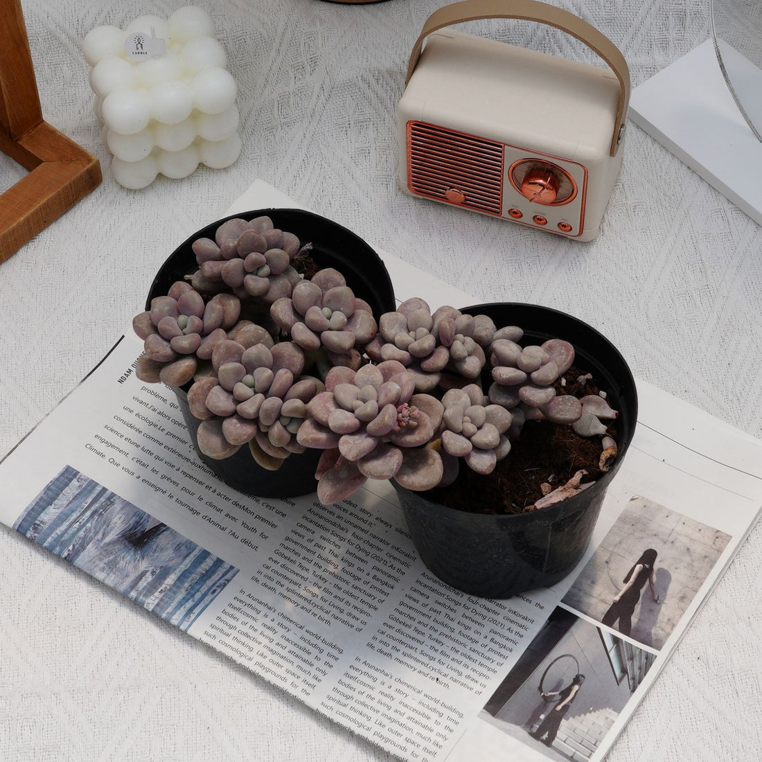 4'' Graptopetalum Ellen, Rare Live Succulent Plants