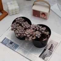 4'' Graptopetalum Ellen, Rare Live Succulent Plants