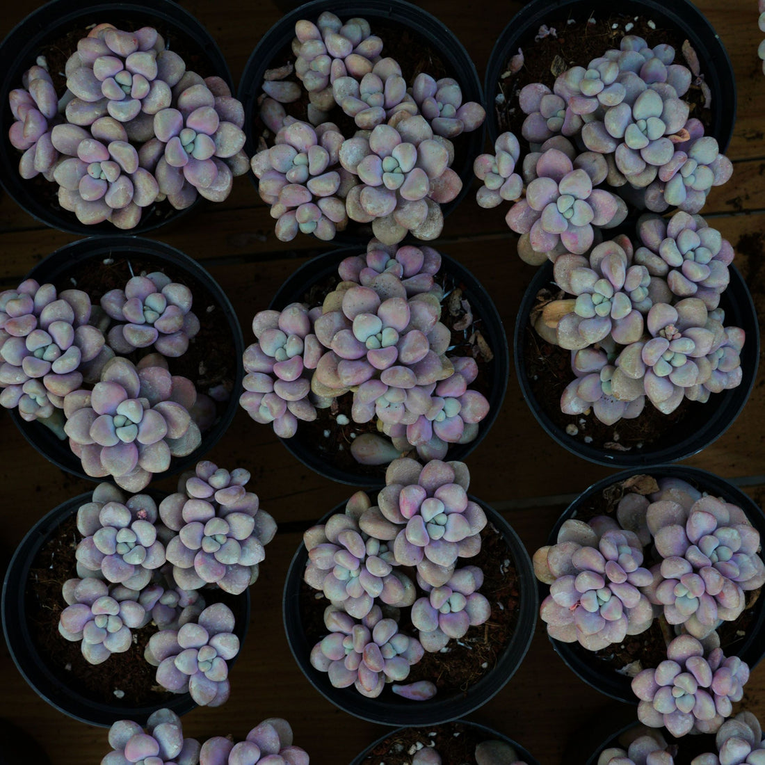 4'' Graptopetalum Ellen, Rare Live Succulent Plants