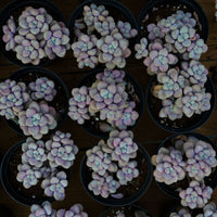 4'' Graptopetalum Ellen, Rare Live Succulent Plants