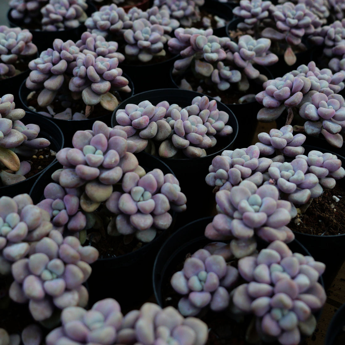 4'' Graptopetalum Ellen, Rare Live Succulent Plants