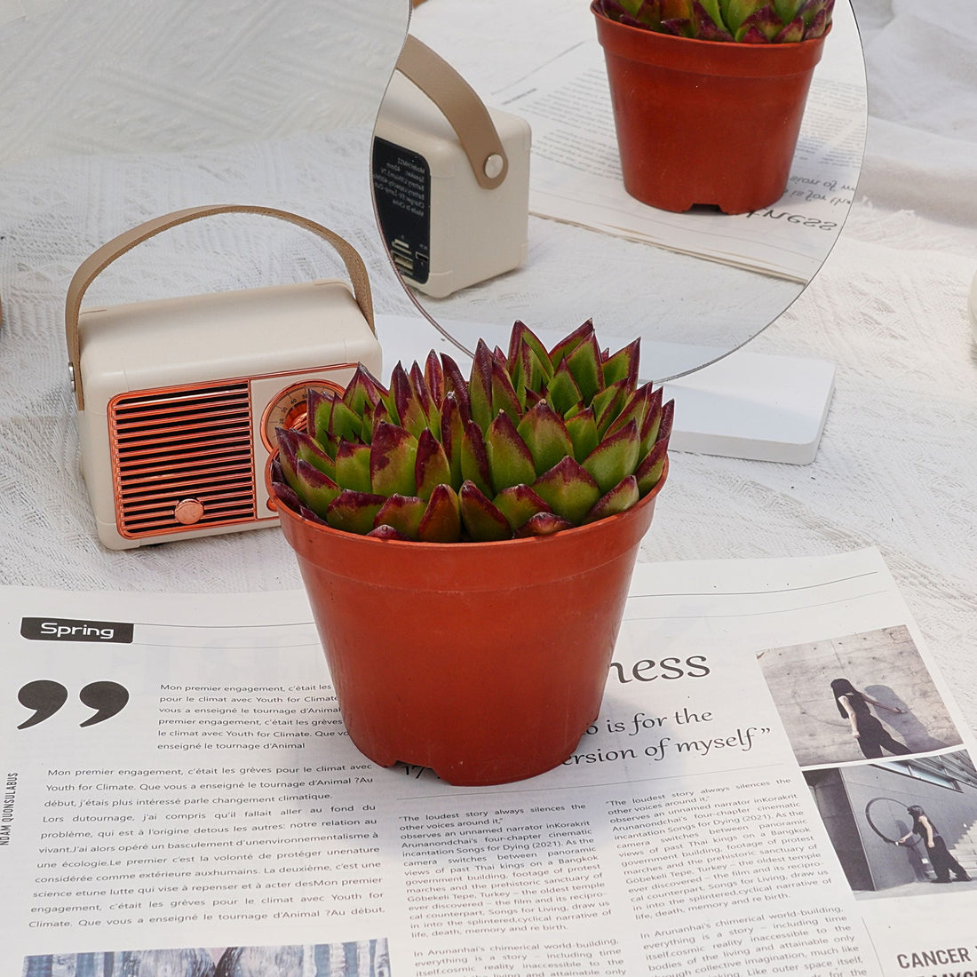 5'' Echeveria Agavoides Lipstick, Rare Live Succulent Plants
