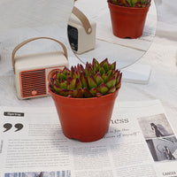 5'' Echeveria Agavoides Lipstick, Rare Live Succulent Plants