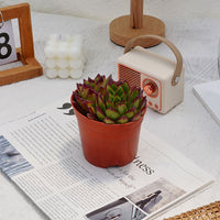 5'' Echeveria Agavoides Lipstick, Rare Live Succulent Plants