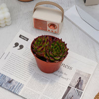 5'' Echeveria Agavoides Lipstick, Rare Live Succulent Plants