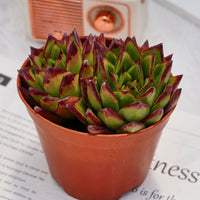 5'' Echeveria Agavoides Lipstick, Rare Live Succulent Plants