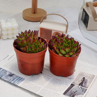 5'' Echeveria Agavoides Lipstick, Rare Live Succulent Plants