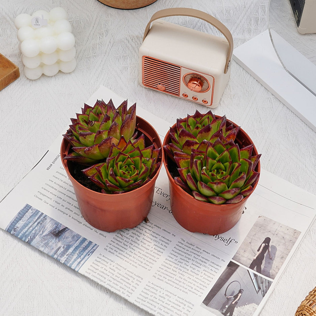5'' Echeveria Agavoides Lipstick, Rare Live Succulent Plants
