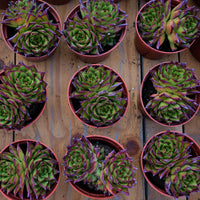 5'' Echeveria Agavoides Lipstick, Rare Live Succulent Plants