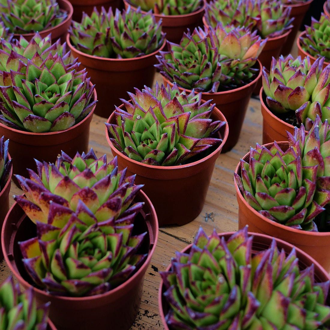 5'' Echeveria Agavoides Lipstick, Rare Live Succulent Plants