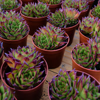 5'' Echeveria Agavoides Lipstick, Rare Live Succulent Plants