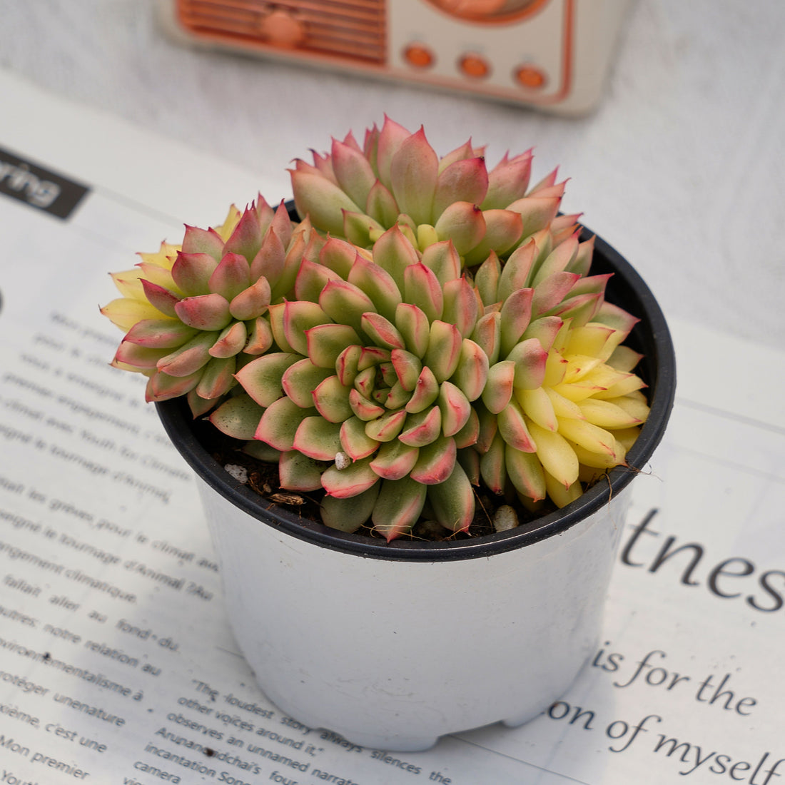 4'' Echeveria Mebina Variegated, Rare Live Succulent Plants
