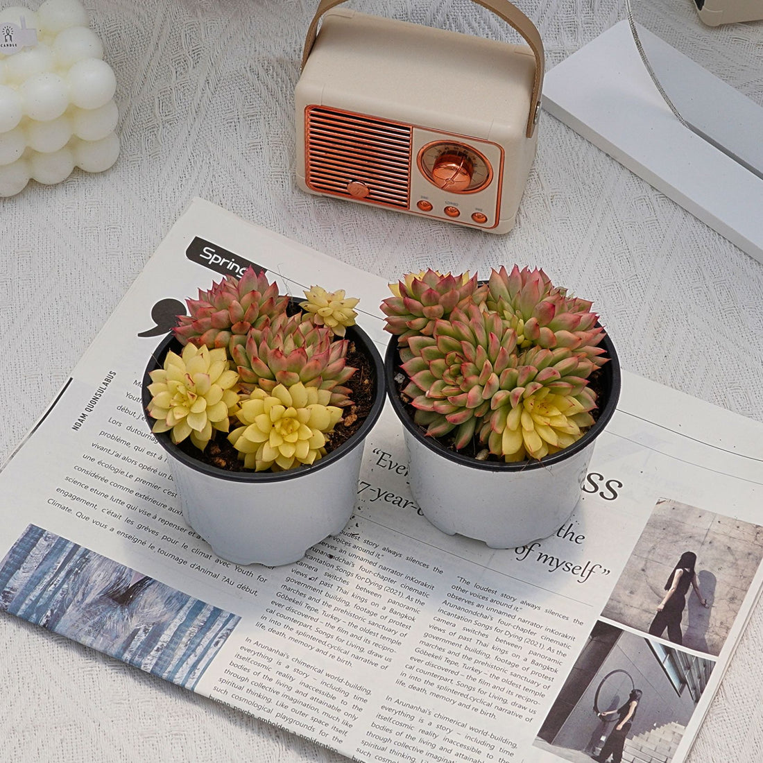 4'' Echeveria Mebina Variegated, Rare Live Succulent Plants