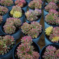 4'' Echeveria Mebina Variegated, Rare Live Succulent Plants
