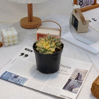 5'' Echeveria Minima Variegated, Rare Live Succulent Plants