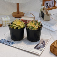 5'' Echeveria Minima Variegated, Rare Live Succulent Plants