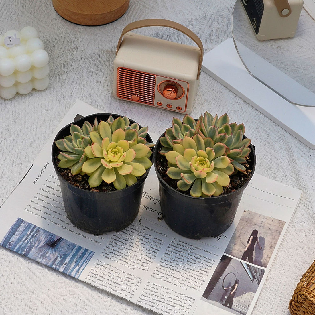 5'' Echeveria Minima Variegated, Rare Live Succulent Plants