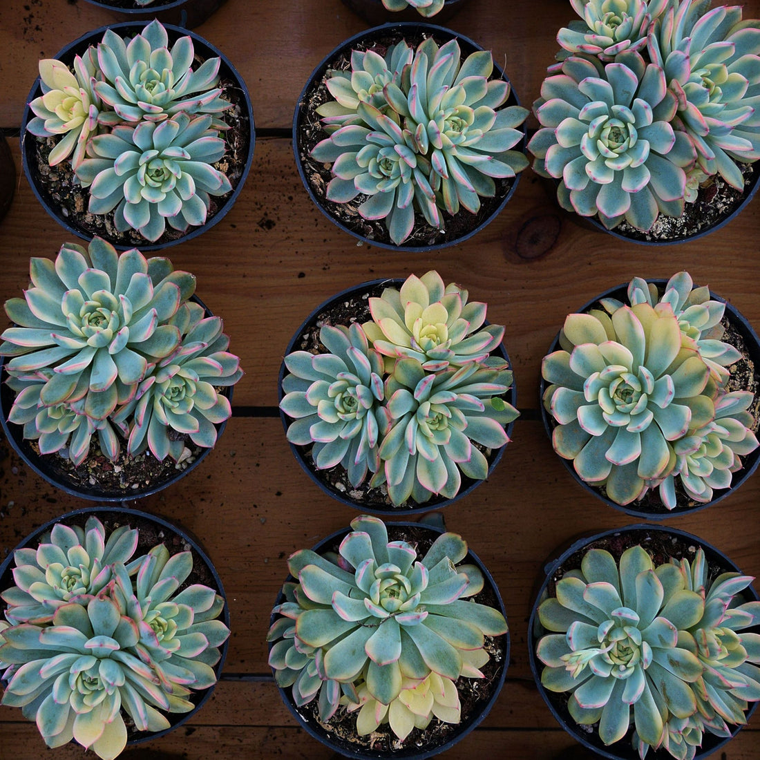 5'' Echeveria Minima Variegated, Rare Live Succulent Plants