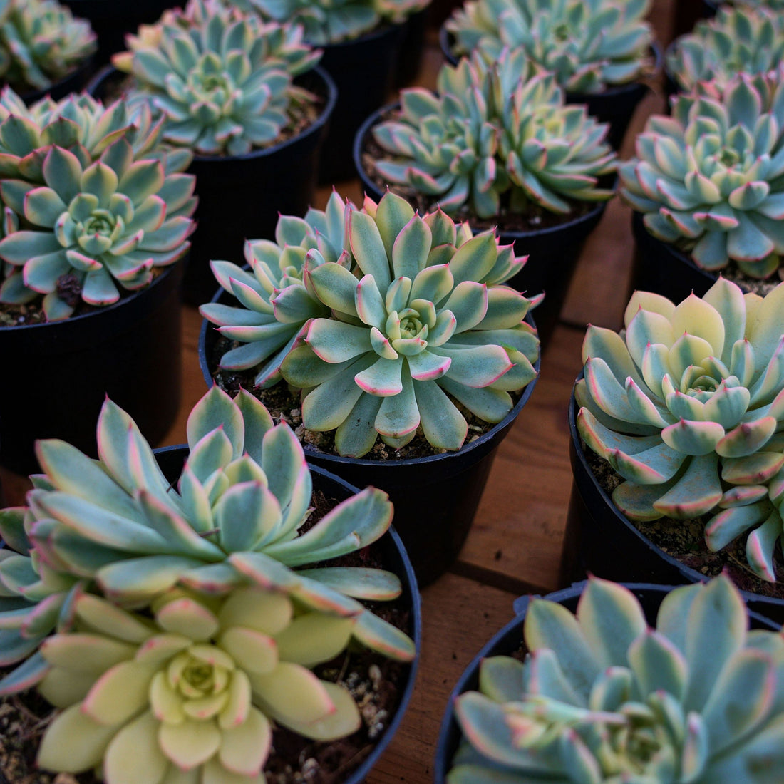 5'' Echeveria Minima Variegated, Rare Live Succulent Plants