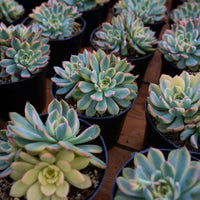 5'' Echeveria Minima Variegated, Rare Live Succulent Plants